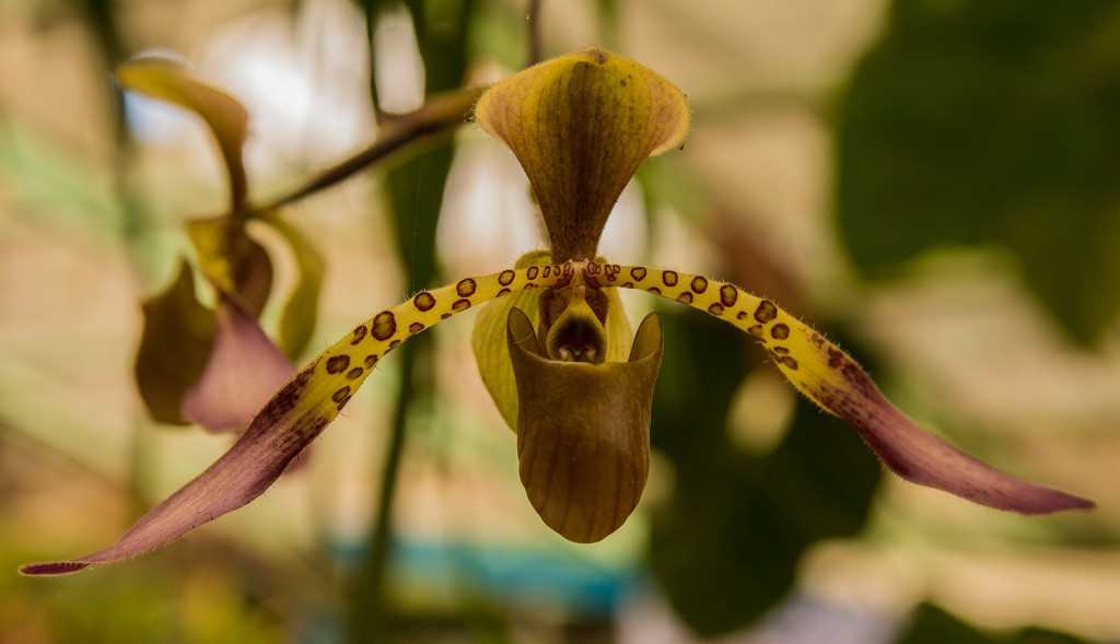 Kwiaty w Butterfly Farm w Cameron Highlands