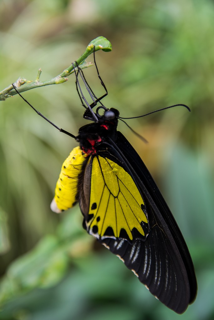Motyle w Butterfly farm w Cameron Highlands