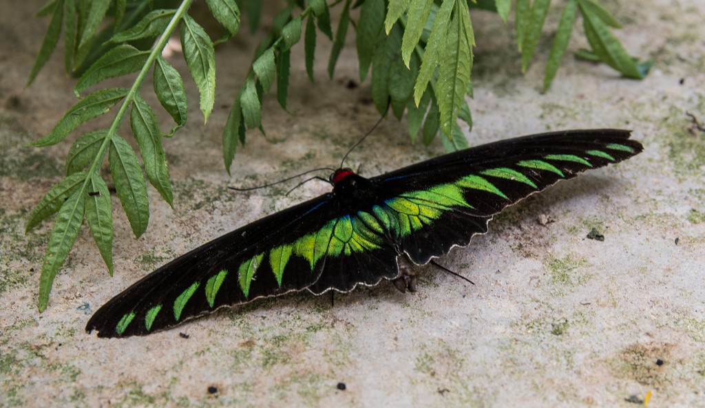 Cameron Highlands, Butterfly Farm, Motyle