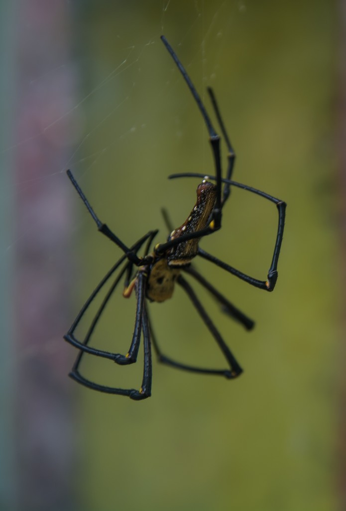 Butterfly Farm, Cameron Highlands, pająki