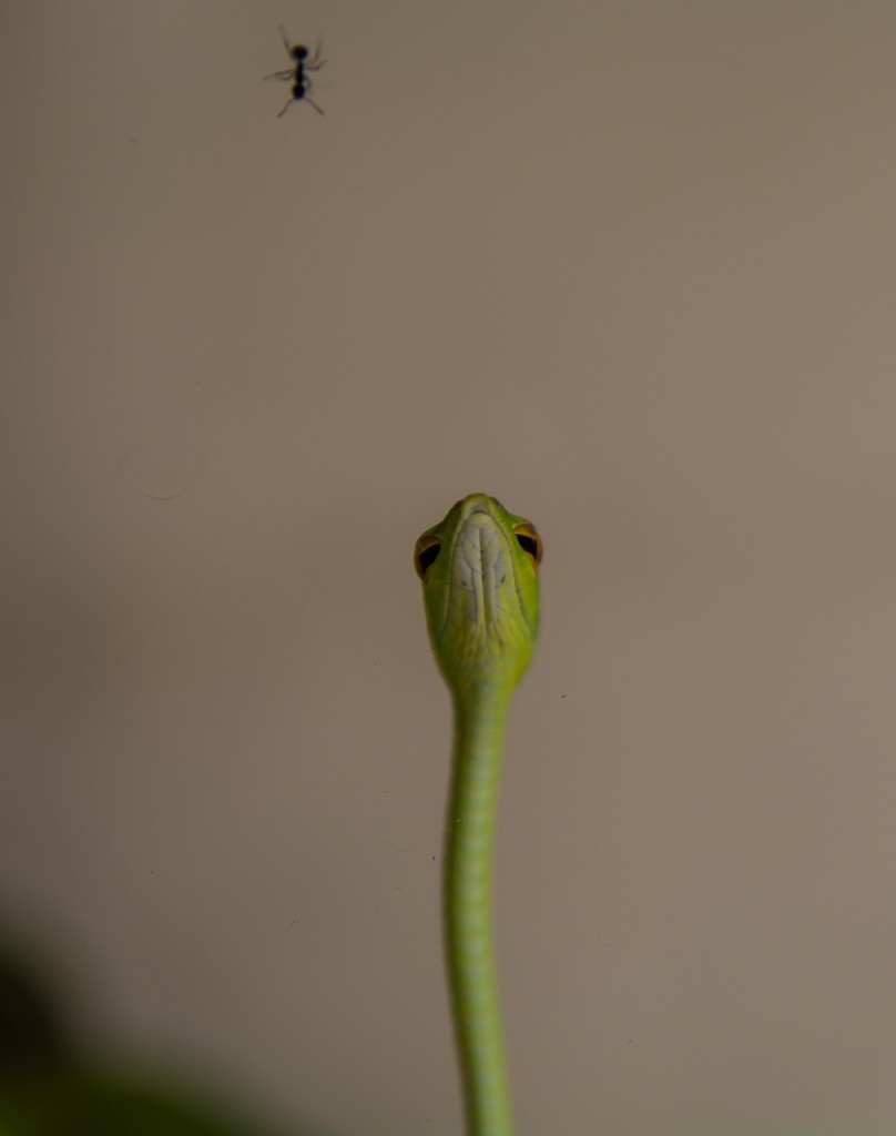 Cameron Highlands, wężę