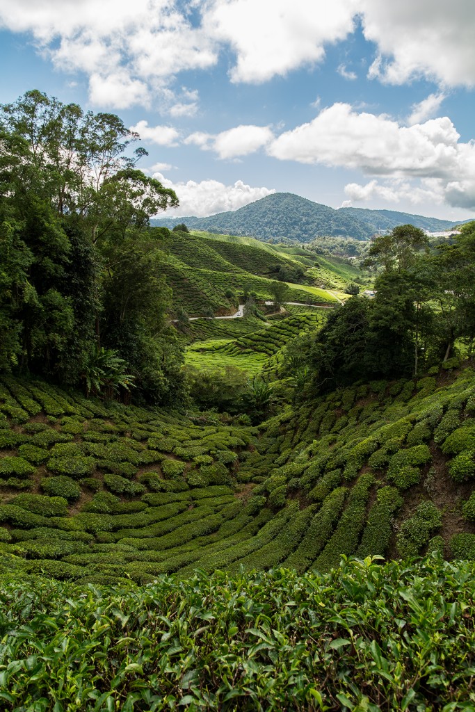 Widok na pola w Cameron Highlands