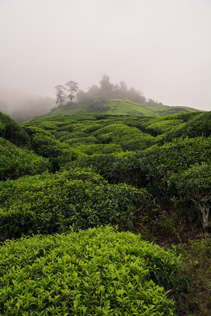 Cameron Highlands o poranku