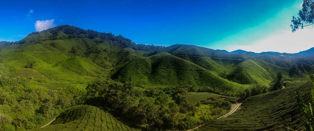Panorama z tarasu widokowego Boh na Cameron Highlands