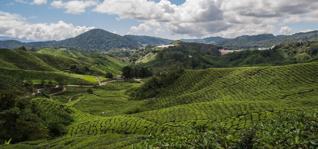 Panorama pół herbaty w Cameron Highlands
