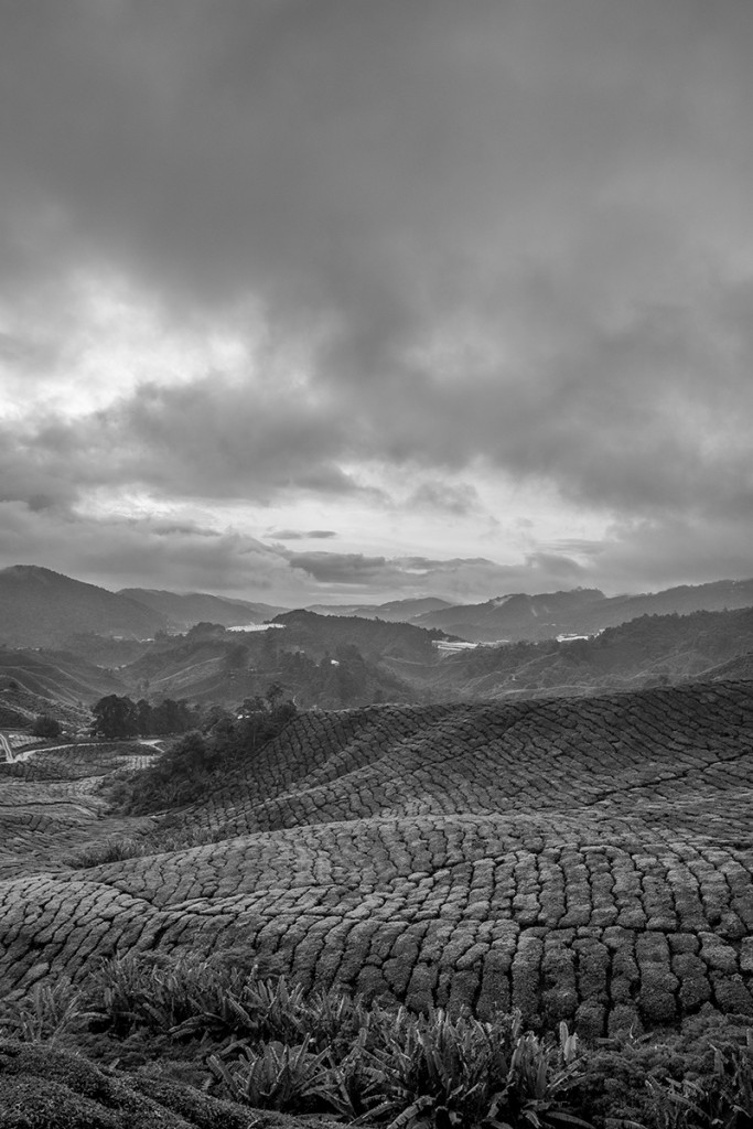 Cameron Highlands