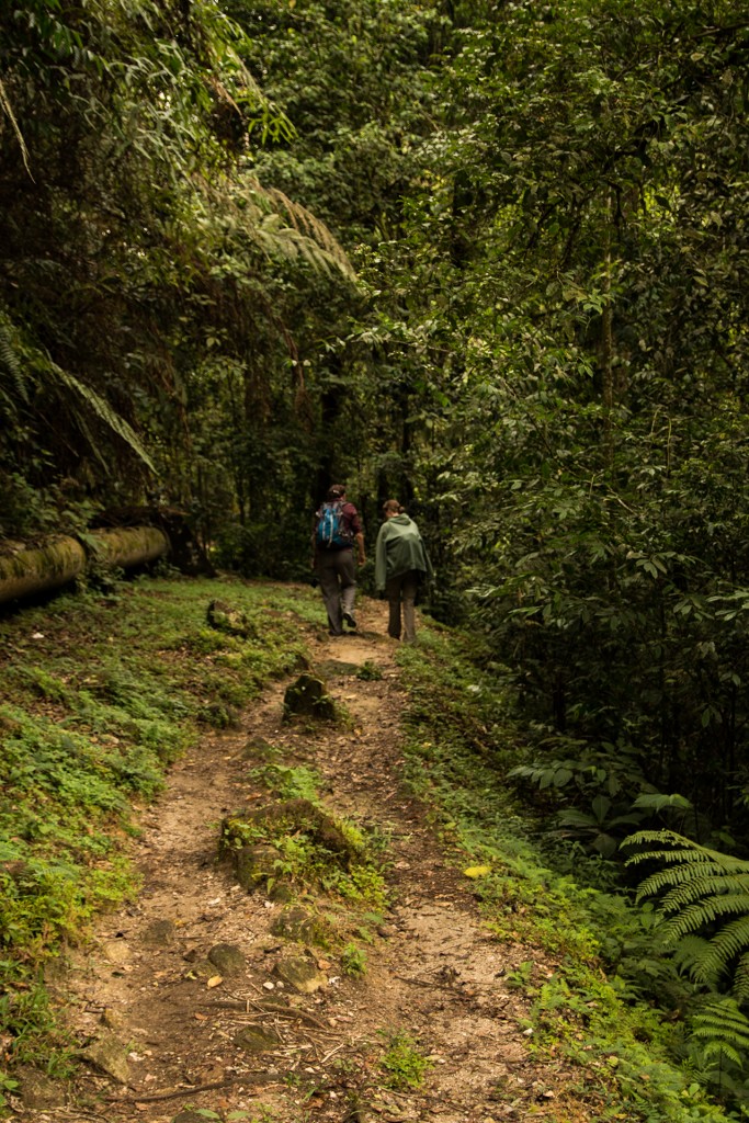 Cameron Highlands i pierwszy trekking przez dżunglę