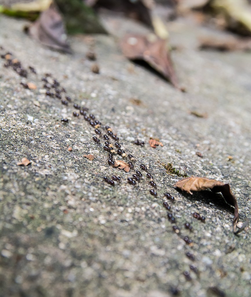 Eskapada kolonii mrówek