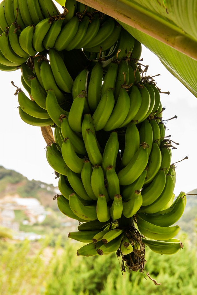 Kiść z bananami w Robertson Rose Garden