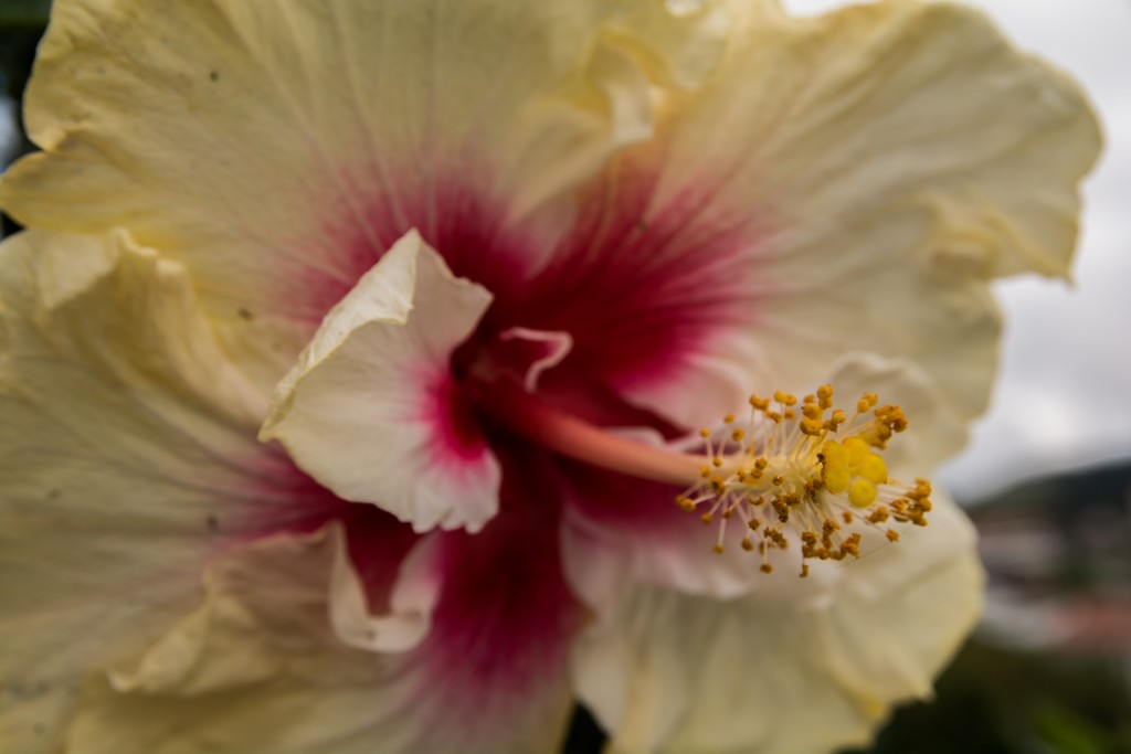 Ogród różany w Cameron Highlands