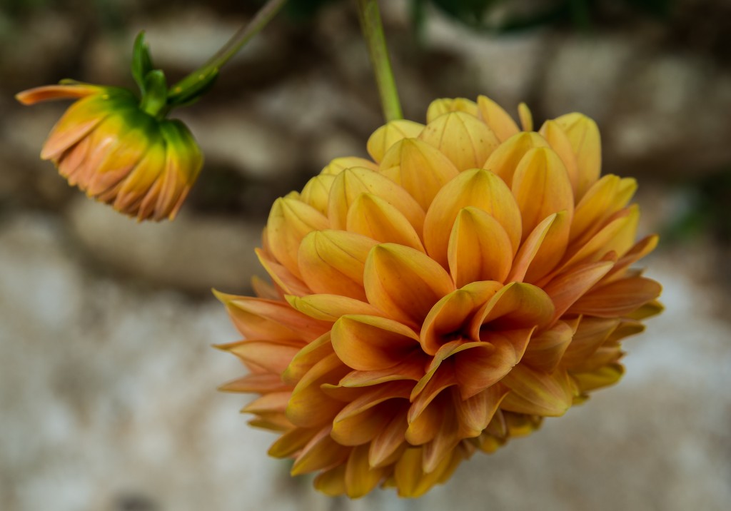 Kwiaty w Robertson Rose Garden