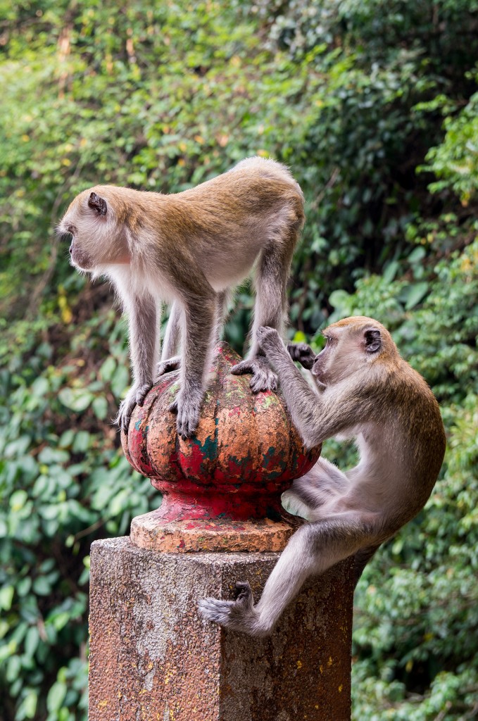 Batu Caves - małpy