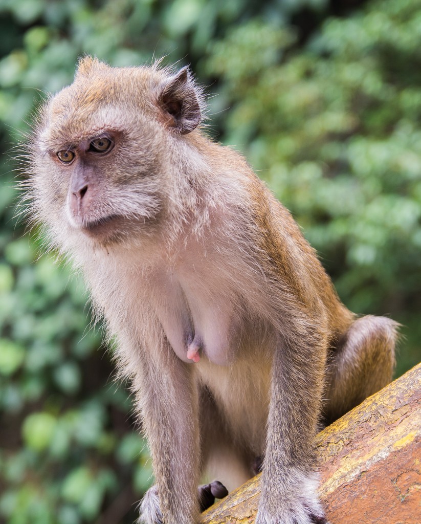 Małpka w Batu Caves