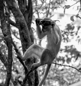 Uwaga na małpy złodzieje