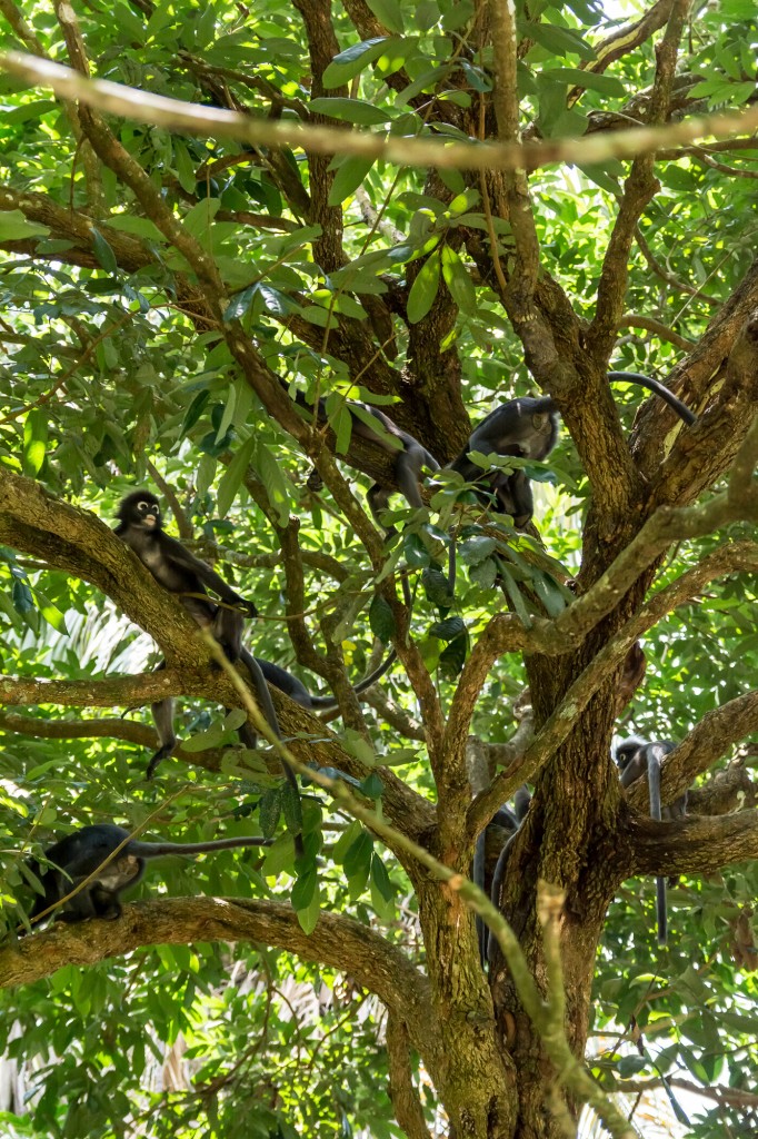 Grupa małp w ogrodzie botanicznym, Penang