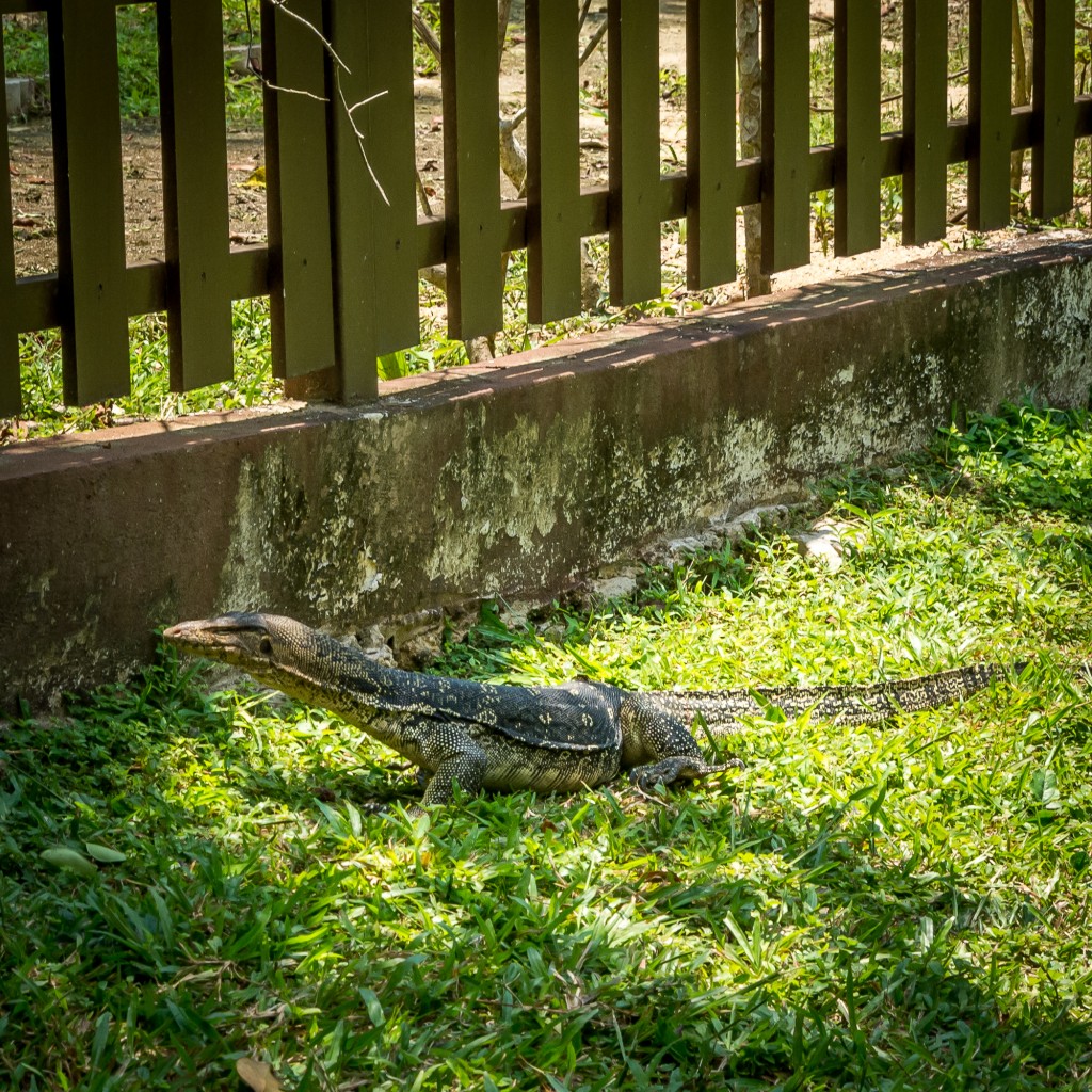 Mały waran w ogrodzie botanicznym na Penang
