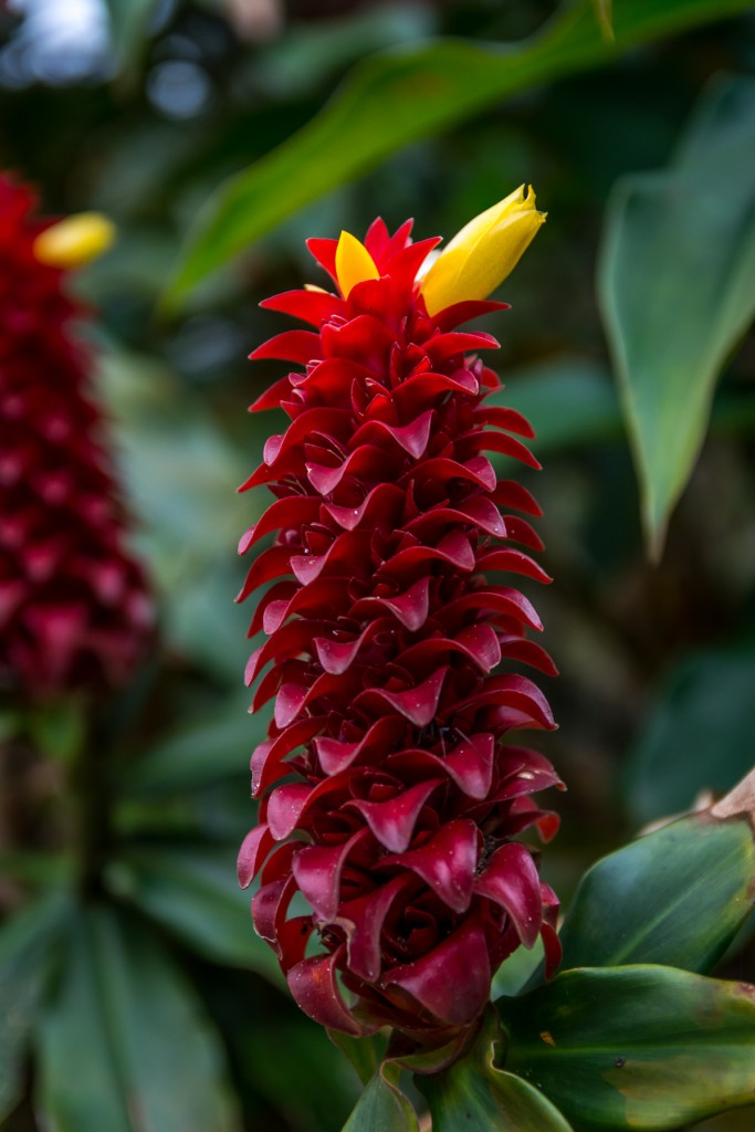 Penang Hill - kwiaty