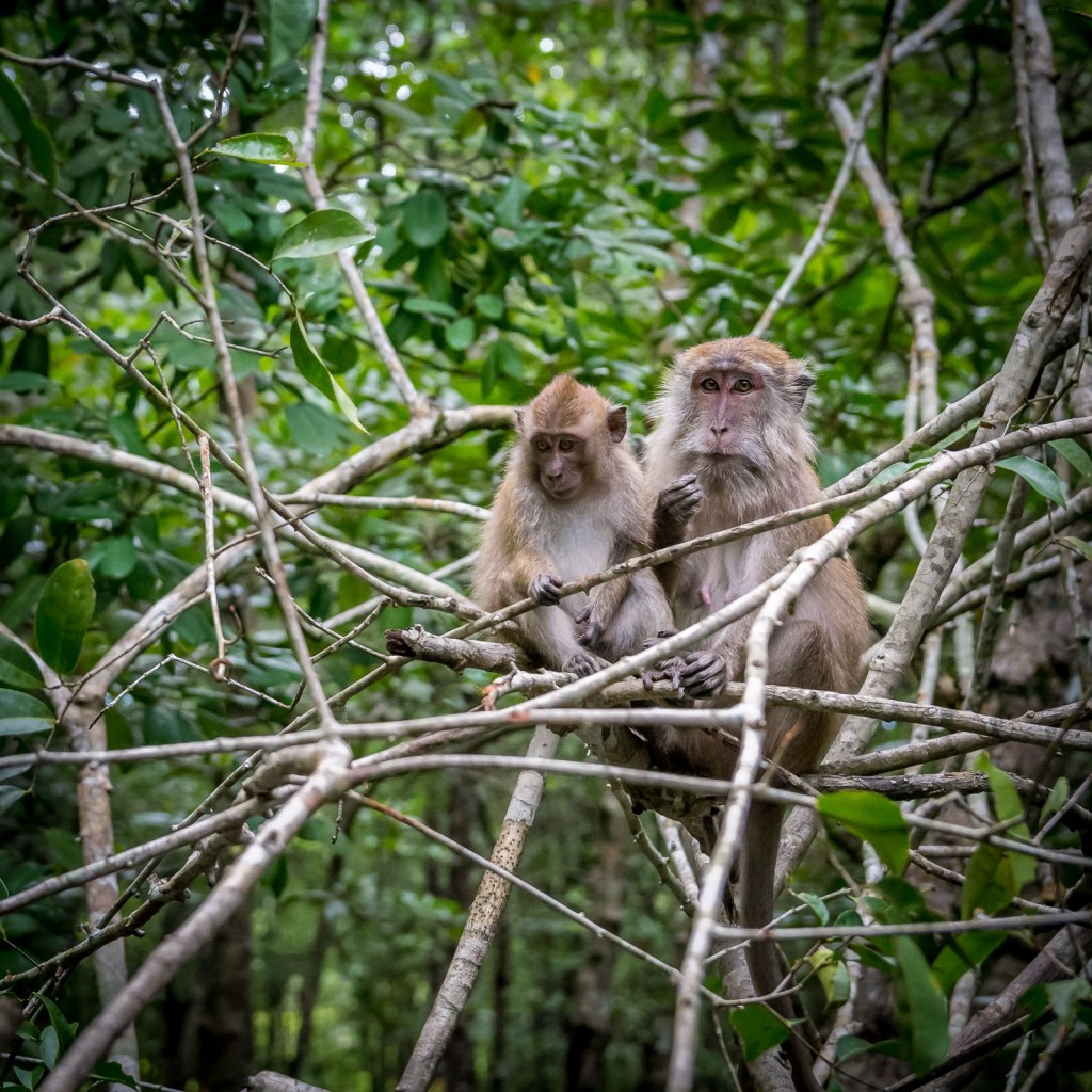 Małpia rodzina ukryta w gałęziah