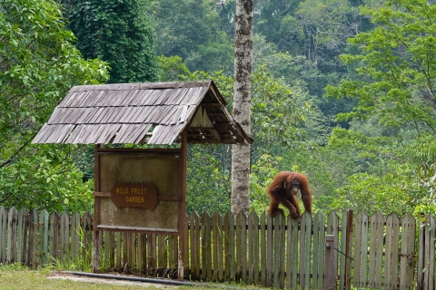 Orangutany w Semenggoh
