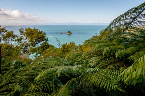 Drzewa paprociowe w Abel Tasman