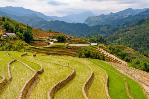 Tarasy ryżowe w Wietnamie