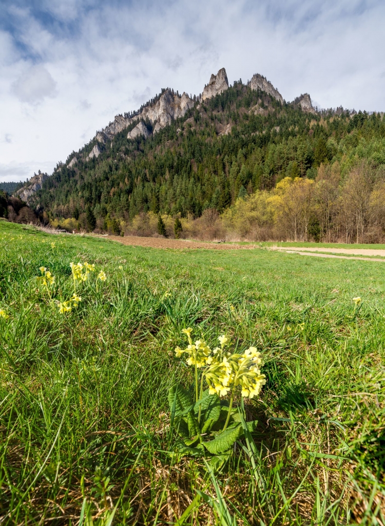 Kwiatek i Trzy Korony