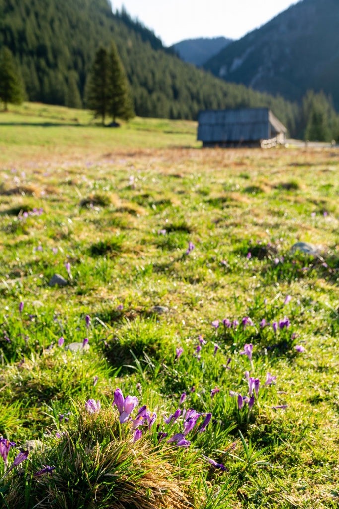 Polana Chochołowska