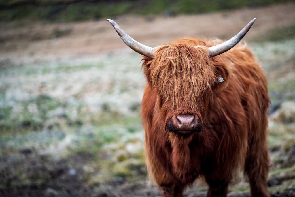 Jedna z włochatych krów spotkanych na wyspie Vágar