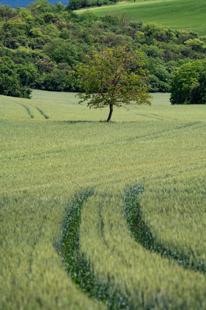 Drzewa między polami