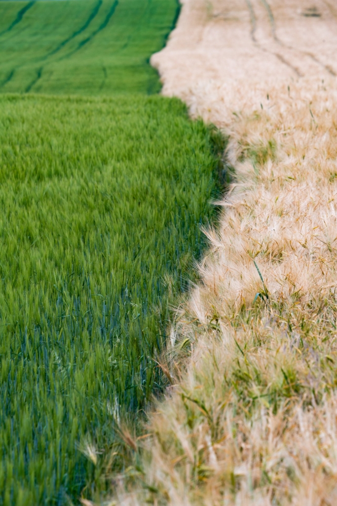 Linia między dwoma rodzajami zbóż