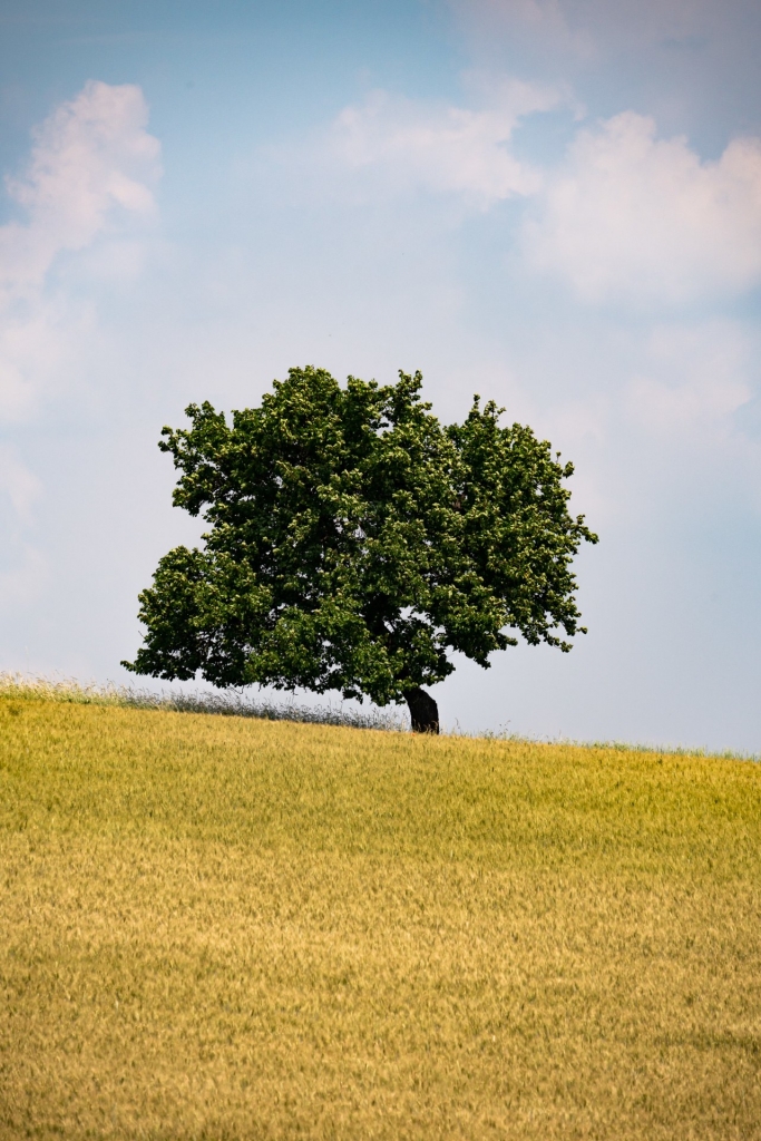 Samotne drzewo