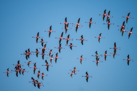 Lecące flamingi