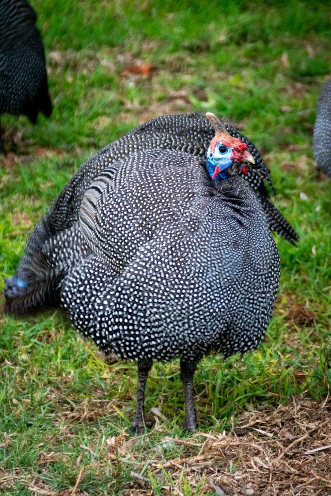 Perlica spotkana w Swakopmund