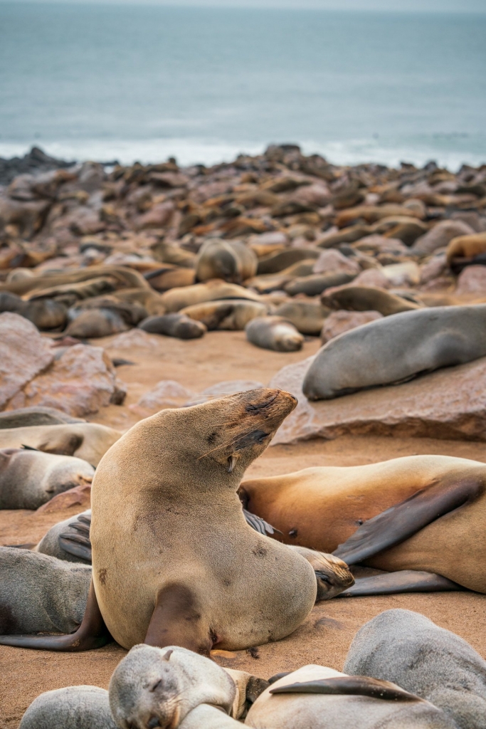 Uchatki żyjące w okolicy Przylądka Krzyża