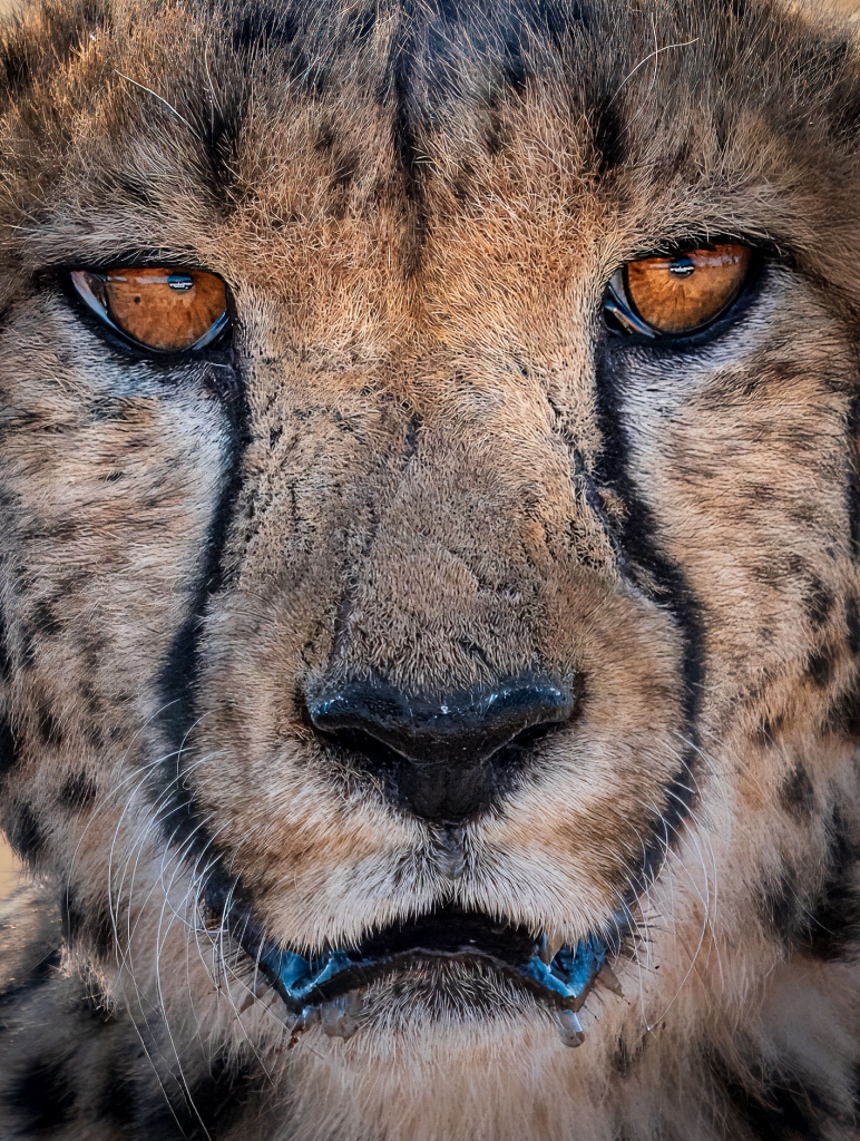 Zbliżenie na geparda