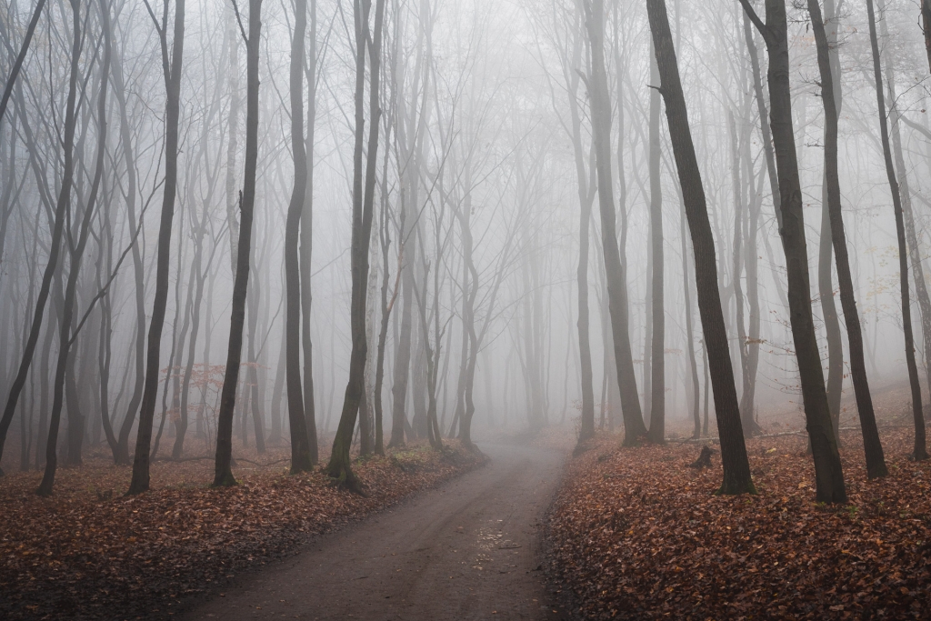 Las w Tyńcu we mgle